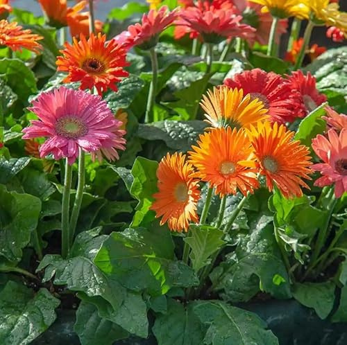 10 Semi di Gerbera Miscuglio di Colori, per Prato e Giardino, Fioritura Abbondante per Aiuole e Bordature