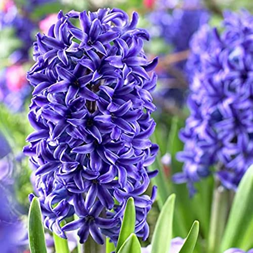 Rizomas de jacinto, crecimiento vigoroso, excelente tacto., mezclados con tallas de oro y jade-5 Rizoma-F