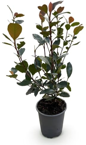 Glanzmispel Photinia Little Red Robin Heckenpflanze 8 Pflanzen 30-35 cm | immergrüner Strauch, winterhart, für Beet und Kübel, bienenfreundlich