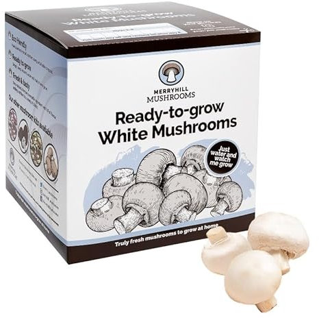 Merryhill Mushrooms - Fresh White Mushroom Growing Kit | Gardening Gifts for Women, Men & Kids | Grow Your Own Kits | Easy & Delicious to Eat | Mushroom Gifts (4 White Mushroom Grow Kit)