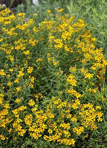 Yauhtli Gewürztagetes Tagetes lucida 20 Samen