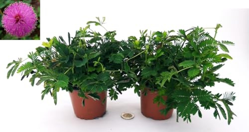 POWERS TO FLOWERS - MIMOSA PUDICA, DUE PIANTE, vaso 11cm diametro, piante vere