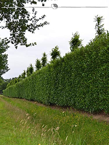 Kirschlorbeer Prunus Caucasica 60-80 cm im Topf. 3 Lorbeeren. Immergrüne Hecke