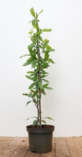 Mespilus germanica 60–100 cm – Winterhart, Mehrjährig, Pflegeleicht – Mispelbaum – Obstgehölz für Garten & Ernte