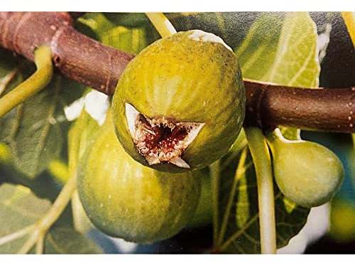 Fico “Dottato Bianco” frutti di colore verde-giallastro, con polpa rosa