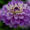 Bulbi di dalia gigante.Pianta della dalia.Dalia bulbi.Pianta perenne, sempreverde e resistente. Fiori perenni.-10 bulbi-B