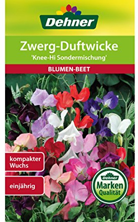 Dehner Blumen-Saatgut, Zwerg-Duftwicke Knee-Hi Sondermischung, 5er Pack (5 x 4 g)
