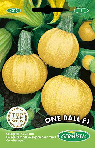Germisem Zucchini ONE BALL F1