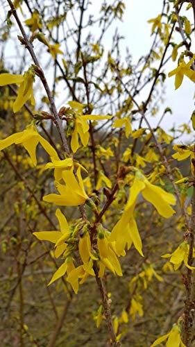 Forsythia x intermedia 'Lynwood gold' / Mimosa de Paris/Conteneur de 2 à 2.9 litres/Arbuste floraison jaune
