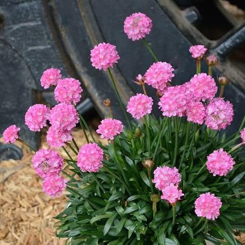 Armeria marittima - semi rampicante giardino 20pcs