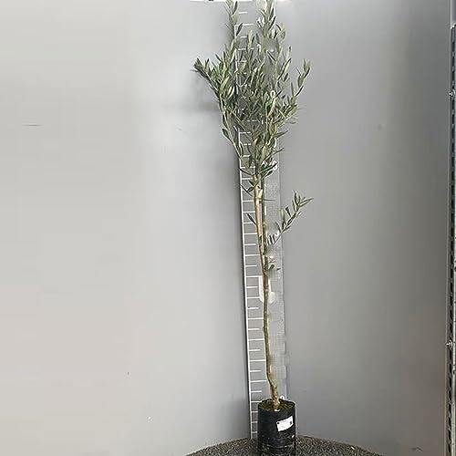 SAVINI VIVAI Pianta di Olivo Leccino Piante da Frutto in Fitocella 1 Anno di Innesto Altezza 110-150 cm Made in Italy