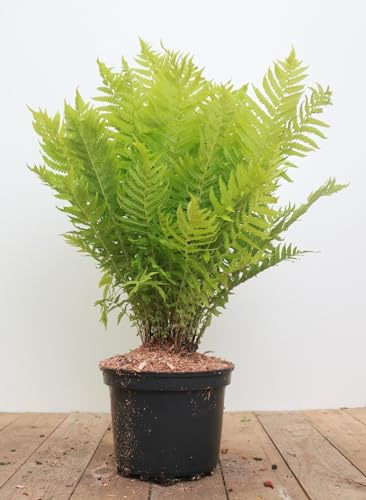 Straußenfarn Matteuccia struthiopteris 30-40 cm winterhart Schattenstaude | Ideal fuer Unterpflanzung, halbschattig bis schattig, dekorative Wedel, robust, langlebig, einfache Pflege