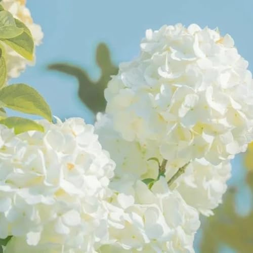 semi di palla di neve, palla di neve invernale di recisi ortensia rampicante resistenti all'esterno, arbusti decorativi arbusti crescita rapida 100pcs