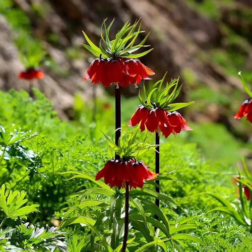 fritillaria bulbi corona imperiale reverdecimento tetti giardino decorativi interni esotici ufficio prado letti elevati per giardino bonsai interni 6 pezzi