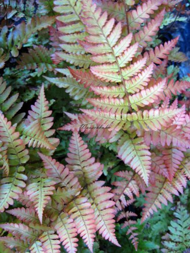Staudenkulturen Wauschkuhn Dryopteris erythrosora - Rotschleierfarn - Farn im 9cm Topf