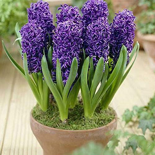 Benoon Semillas De Jacinto, 300 Piezas/Bolsa Semillas De Jacinto Ecológico Fácil De Plantar Semillas De Flores Frescas De Jacinto Para El Hogar Púrpura Semillas de jacinto
