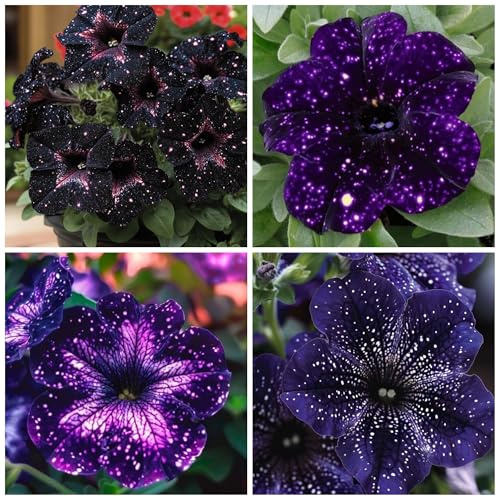 500+ Petunia Seeds for Planting - Dwarf Wave Petunia Flower Seeds for Planting Home Garden Non-GMO Heirloom Flower