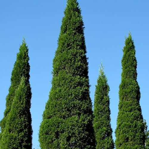 semi resistenti di cipresso - interno esterno giardino 50pcs
