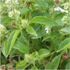 Paquete de 500 semillas, Lima, Albahaca Seeds (Ocimum x citridorum)