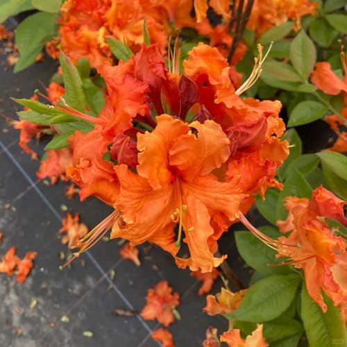 Semi di rododendro e azalea - resistenti raro estivi vecchie varietà da balcone d'appartamento semi di selvatici per giardinieri arbusti 200pcs