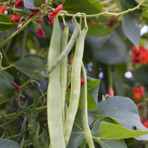 PREMIER SEEDS DIRECT Runner Bean - POLESTAR - STRINGLESS Variety - 60 Grams