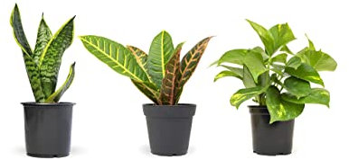 DECOALIVE | Set 3 Plantas Indoor | Sansevieria, Crotón y Potho | Plantas de Interior Naturales