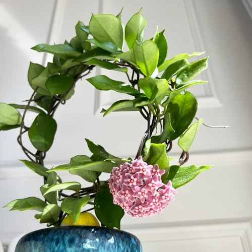 Semillas de plantas de Hoya, flores de cera, flores de porcelana, plantas verdes, de jardín plantas trepadoras, macetas Planta colgante real interior, jardín decorativo. planta 300pcs