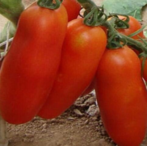 Bananiers semés Graines de tomates piquantes Légumes biologiques paquet de 100 graines