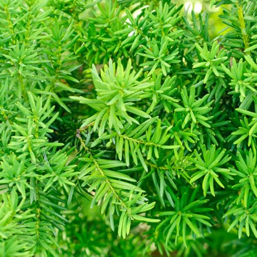 YouGarden Yew Hedging Plants, Taxus baccata, 12 x 8cm Pots 25-35cm Tall, Evergreen, Ready to Plant