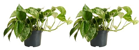 Bloomique - Epipremnum Marble Queen - Hängepflanze - Auch als Kletterpflanze geeignet - Zimmerpflanzen - Luftreinigend - Pflegeleicht - Höhe 15-20 cm - Topf 12 cm