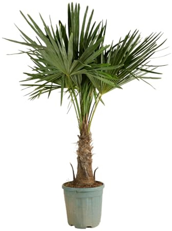Bloomique - Trachycarpus Fortunei - Palmier éventail chinois - Palmier rustique - Plante de jardin - Hauteur 140-170 cm - Pot 30 cm