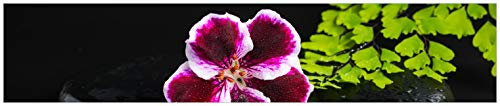 Wallario Küchenrückwand aus Glas 250 x 50 cm, Motiv: Geranienblüte auf schwarzen Steinen, benetzt mit Wassertropfen | Spritzschutz abwischbar & pflegeleicht