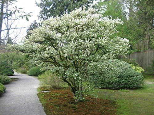 Osmanto Osmanthus x Burkwoodii pianta da siepe sempreverde in vaso ø9 Vivaio di Castelletto