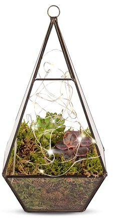 Organic Terrarium with Succulents – Indoor Terrarium – Fresh Christmas Plants - Plant for Home Décor, Gifts, Weddings, Sympathy, Celebrations