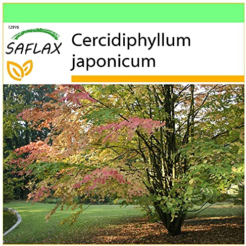 SAFLAX - Lebkuchenbaum - 200 Samen - Cercidiphyllum japonicum