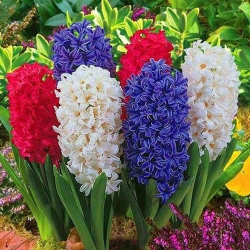 Nouvelles graines de fleurs de jacinthe mélangées fraîches 50pcs
