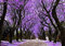 Jacaranda, Flor increíble en Azul, 10 Semillas Frescas