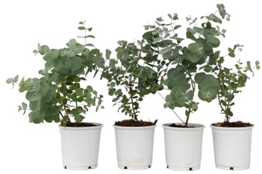 Plant in a Box - Eucalyptus Pulverulenta 'Baby blau' - 6er Set - Eukalyptus - Topf 12cm - Höhe 25-40cm