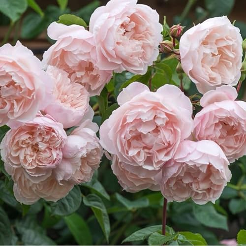 Englische Rose The Generous Gardener  ® (Container)