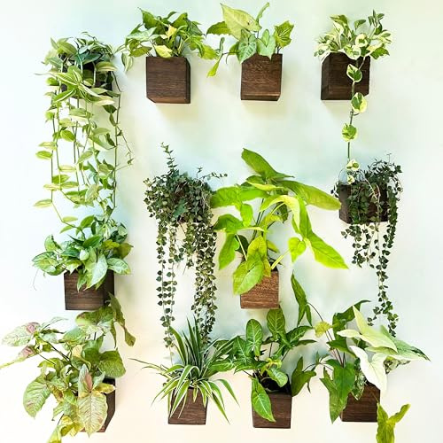LaLaGreen Indoor Planter Box (10.2 x 10.2 cm, 12 Pack) Small Square Wooden Planters Wall Mounted Wooden Window Boxes Hanging Flower Pot Plant Holder Outdoor