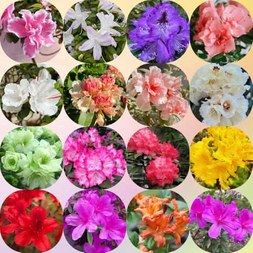 Semi di rododendro e azalea - arbusti fioriti, resistenti vecchie varietà per giardinieri arbusti ornamentali resistenti giardino di esotico da 300pcs
