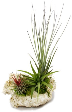 Plantas Tillandsia en piedra Zanzíbar, tamaño XL, 3 plantas