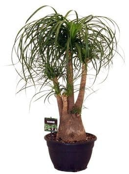 Fresh Plants Zimmerpflanzen -Beaucarnea recurvata XXL - Nolina - Topf Ø 26 cm - Höhe 80 cm