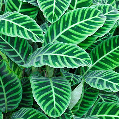 Calathea Zebrina | Cadeau de Plante d'Intérieur Tropicale et Vive | (30-40 cm Pot inclus)