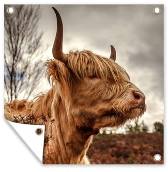 MuchoWow Outdoor-Poster Poster Wanddeko draußen Deko Garten Gartenposter 100x100 cm Scottish Highlander - Strauch - Heidekraut