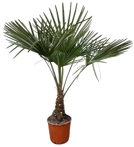 Trendyplants - Trachycarpus Fortuneii - Palmier chinois - Hauteur 110-130 cm - Rustique - Plante de jardin - Taille du pot Ø21cm