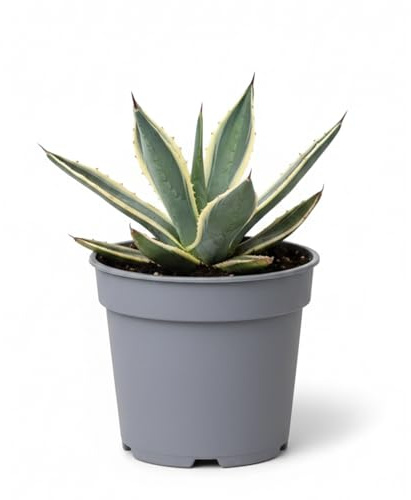 Agave Americana Variegata in Vaso 12 cm | Pianta Grassa Ornamentale da Esterno e Interno | Resistente, Decorativa ed Elegante