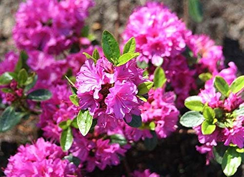 Portal Cool Japanische Azalee Gha In 9cm Topf Il Bonsai Thema Evergreen
