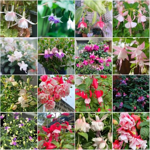 fuchsien topf - Seltene - sommerblumen balkonblumen exotische pflanztopf gartenpflanzen blumensamen 20samen