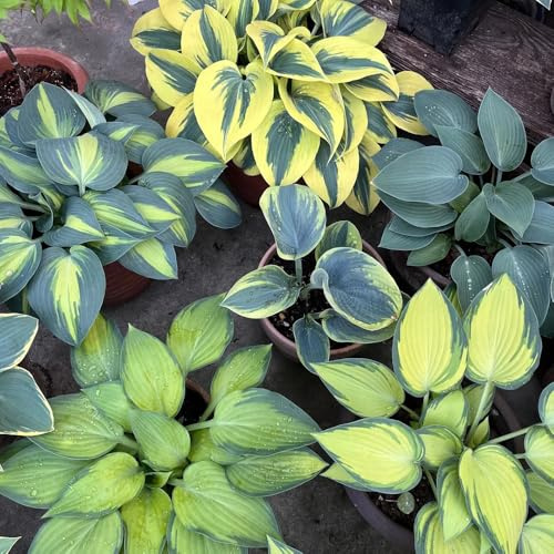 funkien winterharte stauden mehrjährig gartenkräuter winterharte kübelpflanzen topfpflanzen draußen winterhart grünpflanzen biosaatgut zimmerbonsai bonsai hochbeet balkon deko indoor 50samen